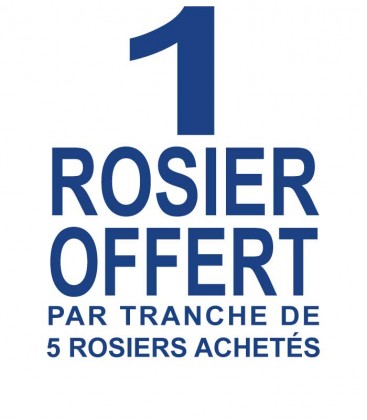 1 rosier offert
