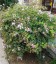 Abelia grandiflora