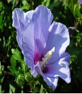 Althea / Hibiscus bleu