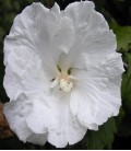 Althea / Hibiscus blanc