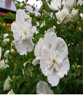 Althea / Hibiscus blanc
