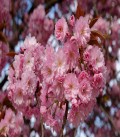 Cerisier à fleurs (touffe)