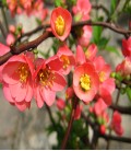 Cognassier du Japon rose