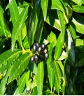Prunus laurocerasus
