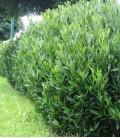 Prunus laurocerasus