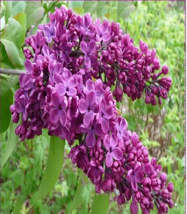 Lilas violet