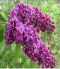 Lilas violet