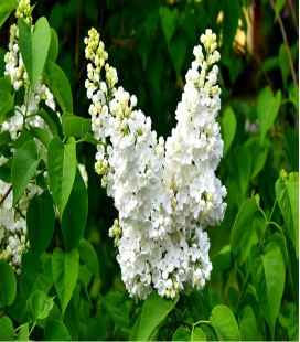 Lilas blanc