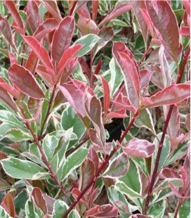 Photinia panaché