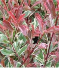 Photinia panaché
