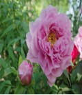 Pivoine arbustive rose