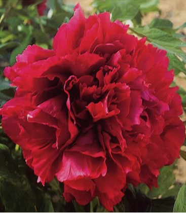 Pivoine arbustive rouge