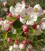 Pommier à fleurs blanches