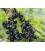 Cassisier - Ribes nigrum
