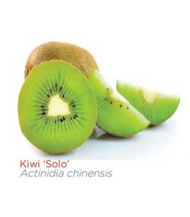 Kiwi - Actinidia Solo