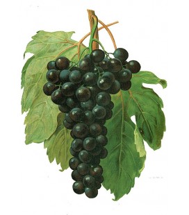 Vigne - Alphonse Lavallée