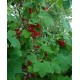 Groseilliers - Ribes rubrum