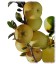 Pommier - Golden