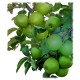Pommier - Granny Smith