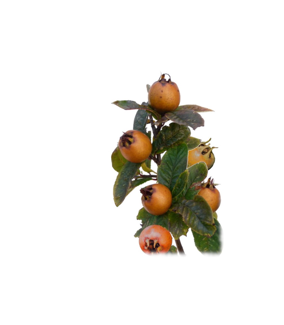 Plaqueminier  Kaki - Arbre fruitier ✿ Pépinière Ferriere Fleurs