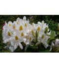 Rhododendron