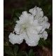 Azalée mollis blanche