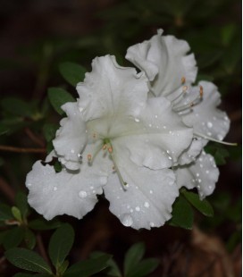 Azalée mollis blanche