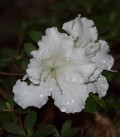 Azalée mollis blanche