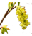 Corylopsis pauciflore