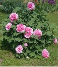 Pivoine arbustive rose