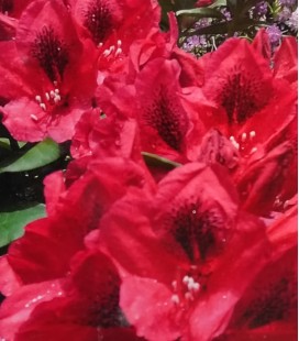 Rhododendron
