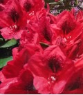 Rhododendron