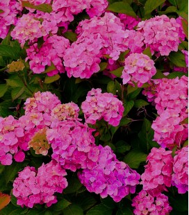 Hortensia rose