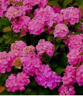 Hortensia rose