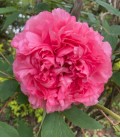 Pivoine arbustive "Joséphine Sénéclauze"