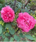 Pivoine arbustive "Joséphine Sénéclauze"