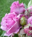 Rosier arbusif Rosa Val-de-Marne couleur parme