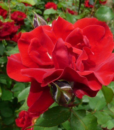Rose rouge Bérénice