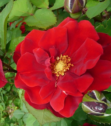 Rose BÉRÉNICE rouge lumineux