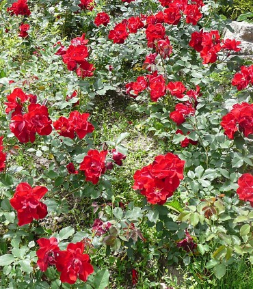 Rosier polyantha BÉRÉNICE
