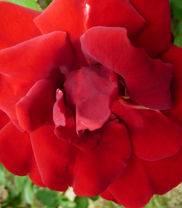 Rosier rouge Bérénice