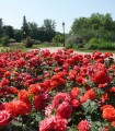 Rosier CHATEAUROUX médaillé salon de la Rose