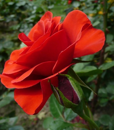 Rosier rouge pour massif FLORADIANE