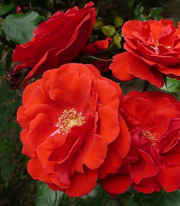 Rose rouge vigoureuse FLORADIANE pour massif