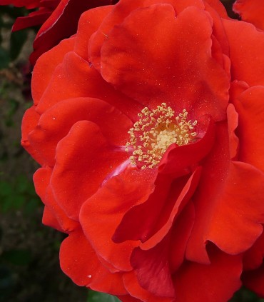 Rosier rouge vif FLORADIANE