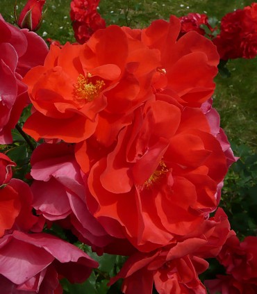 Rosier JEAN MARC floraison abondante