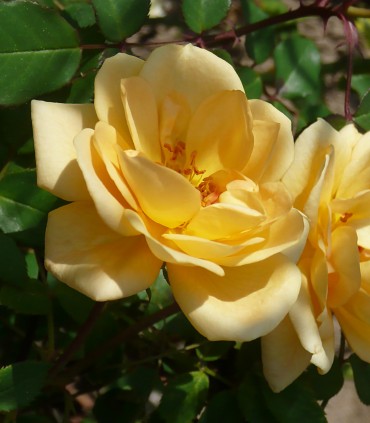 SUZANNE rosier jaune