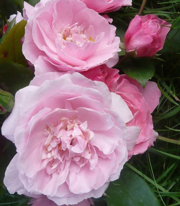 Rose polyantha Bagoles de l'Orne de Jacques Ranchon