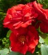 Rosier rouge vif NOTRE PÈRE