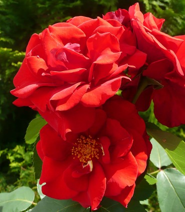 Rosier rouge vif NOTRE PÈRE